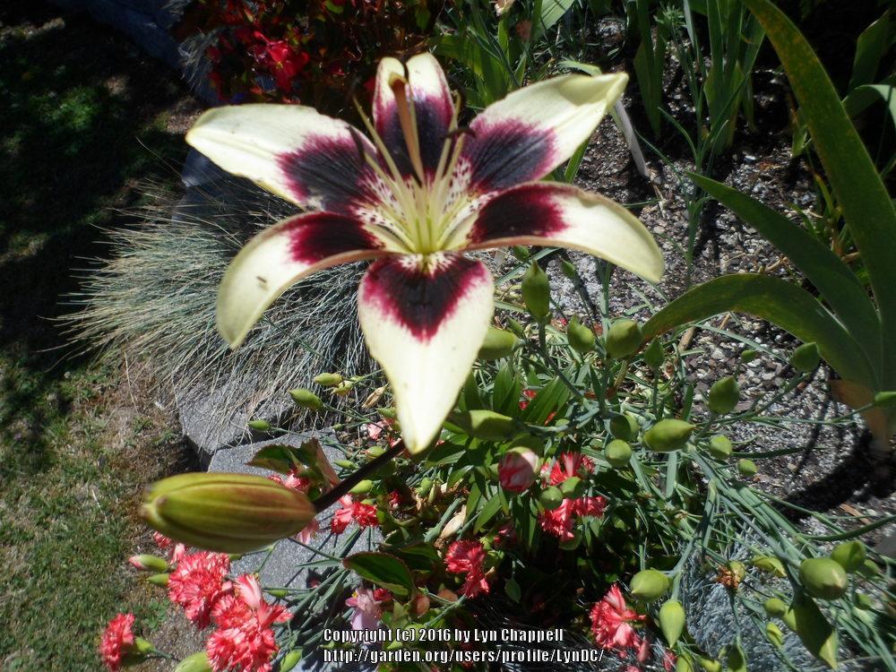 Photo of Lily (Lilium 'Patricia's Pride') uploaded by LynDC