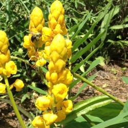 Location: Mont Belvieu, TX
Date: 2016-08-20
Pollination of senna alata