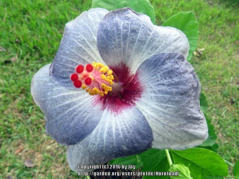 Photo of Tropical Hibiscus (Hibiscus rosa-sinensis 'Silver Moon') uploaded by Horntoad