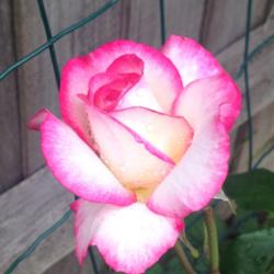 Location: My back garden
Date: 2016-06-22
Stunning Rose