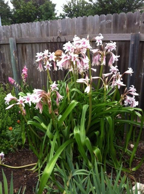 Photo of Crinum 'Milk and Wine' uploaded by SALL20