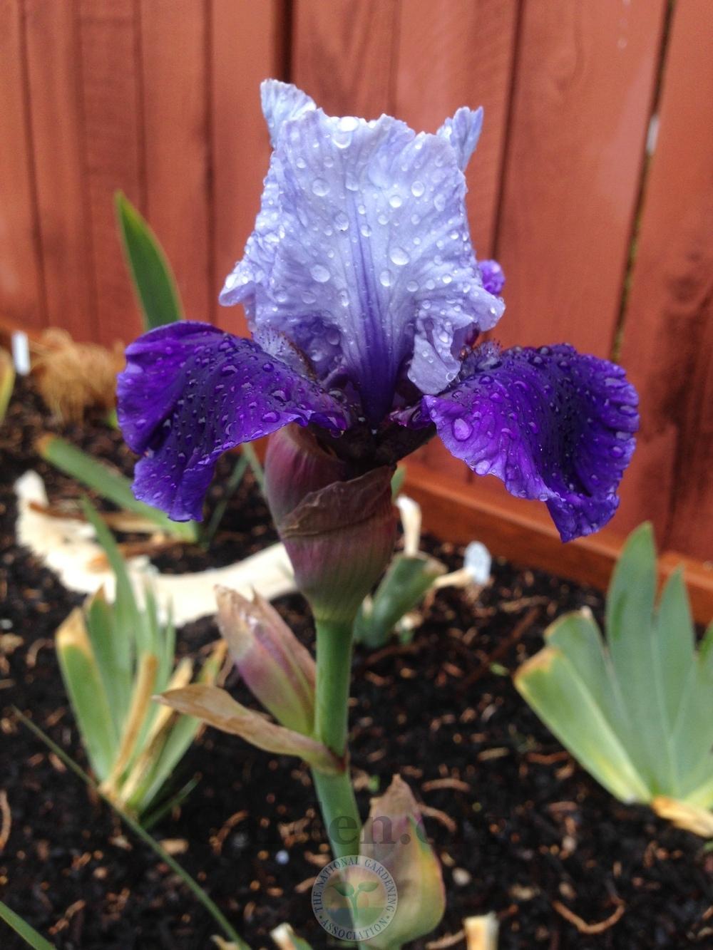 Photo of Intermediate Bearded Iris (Iris 'Mariposa Wizard') uploaded by HighdesertNiki