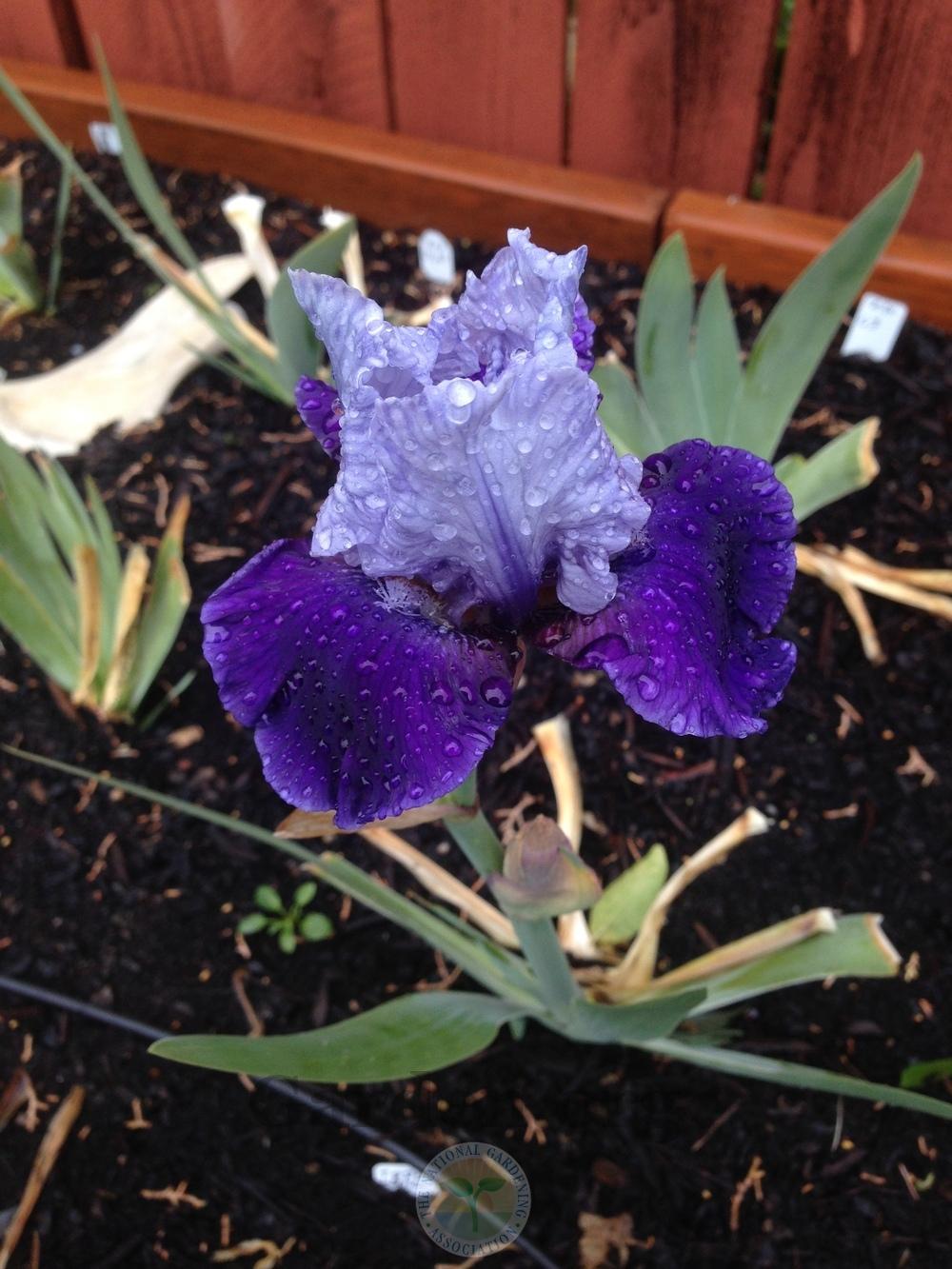 Photo of Intermediate Bearded Iris (Iris 'Mariposa Wizard') uploaded by HighdesertNiki