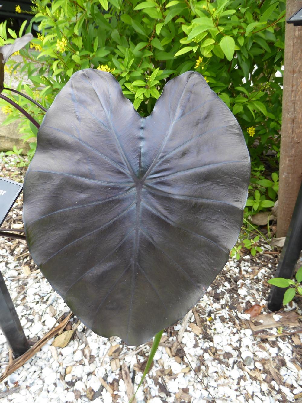 Photo of Taro (Colocasia esculenta Royal Hawaiian® Black Coral) uploaded by mellielong