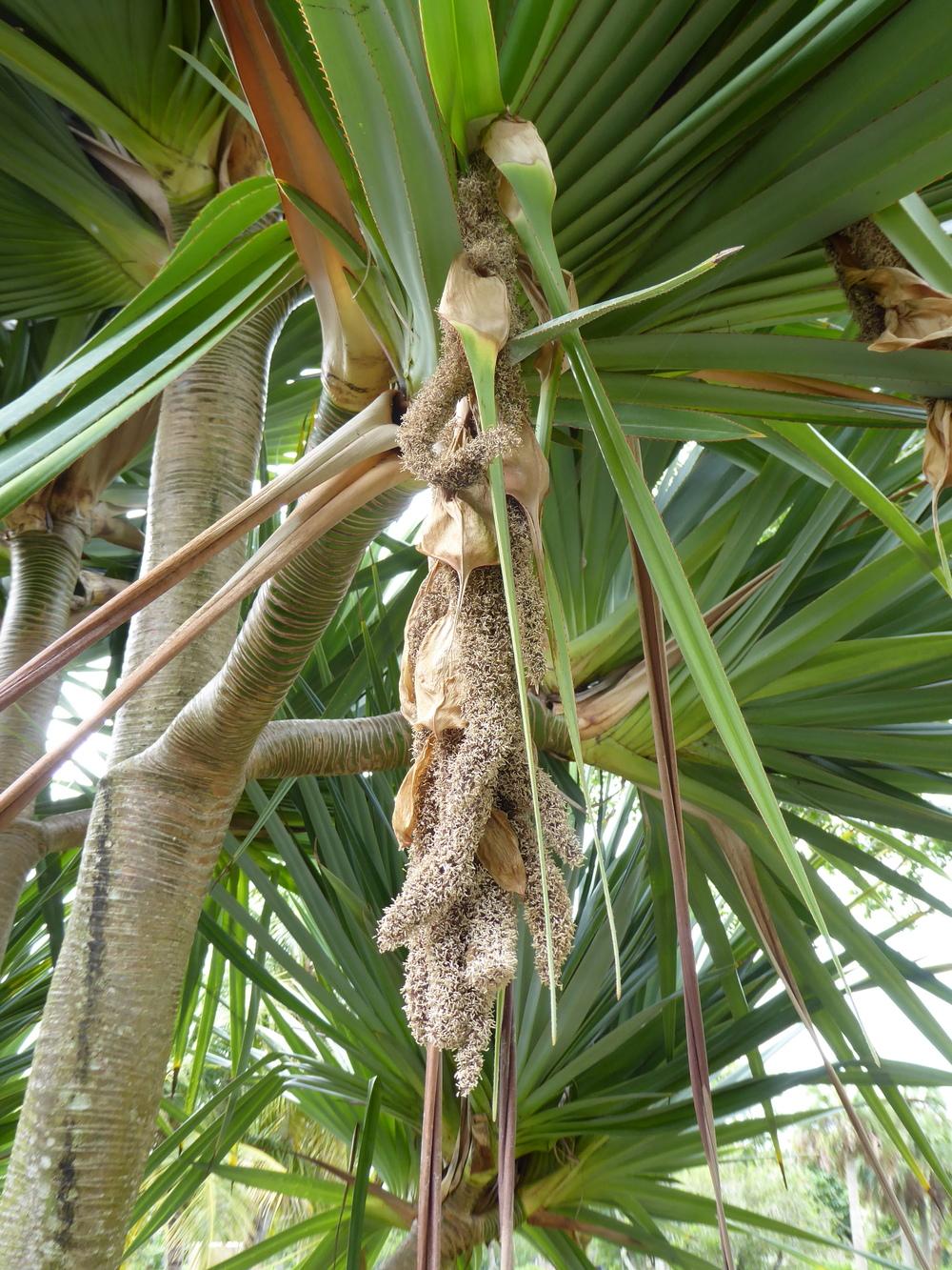 Photo of Madagascar Screw Pine (Pandanus utilis) uploaded by mellielong