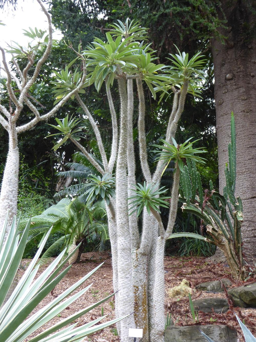 Photo of Madagascar Palm (Pachypodium lamerei) uploaded by mellielong