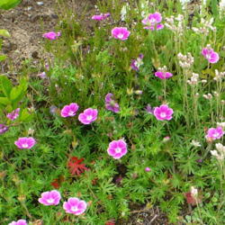 Location: Nora's Garden - Castlegar, B.C.
Date: 2013-06-22
 1:27 pm. A gentle, spreading plant that enhances those it rubs s