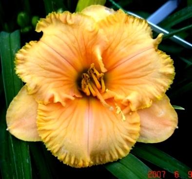Photo of Daylily (Hemerocallis 'Spacecoast Tiny Perfection') uploaded by Sscape