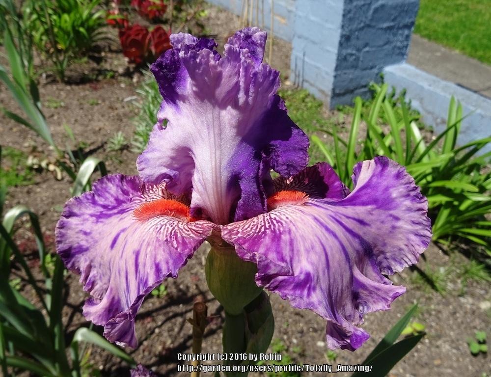 Photo of Tall Bearded Iris (Iris 'Squid Squirt') uploaded by Totally_Amazing