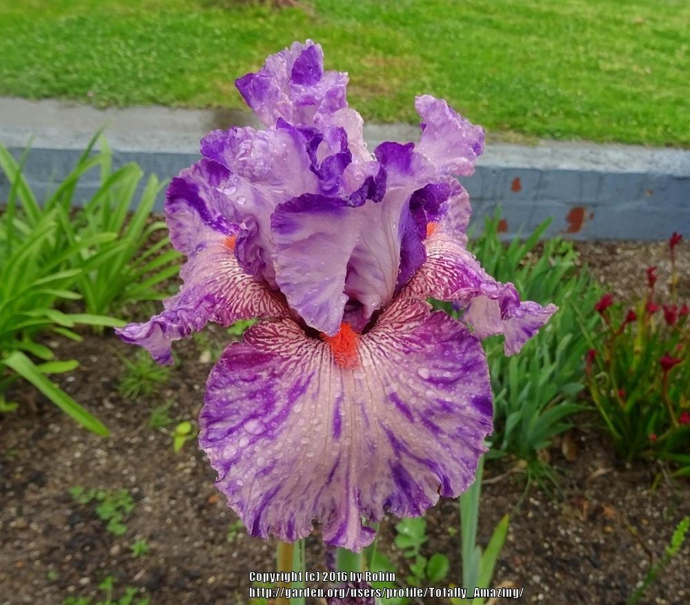 Photo of Tall Bearded Iris (Iris 'Squid Squirt') uploaded by Totally_Amazing