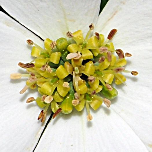 Photo of Flowering Dogwood (Cornus florida) uploaded by robertduval14