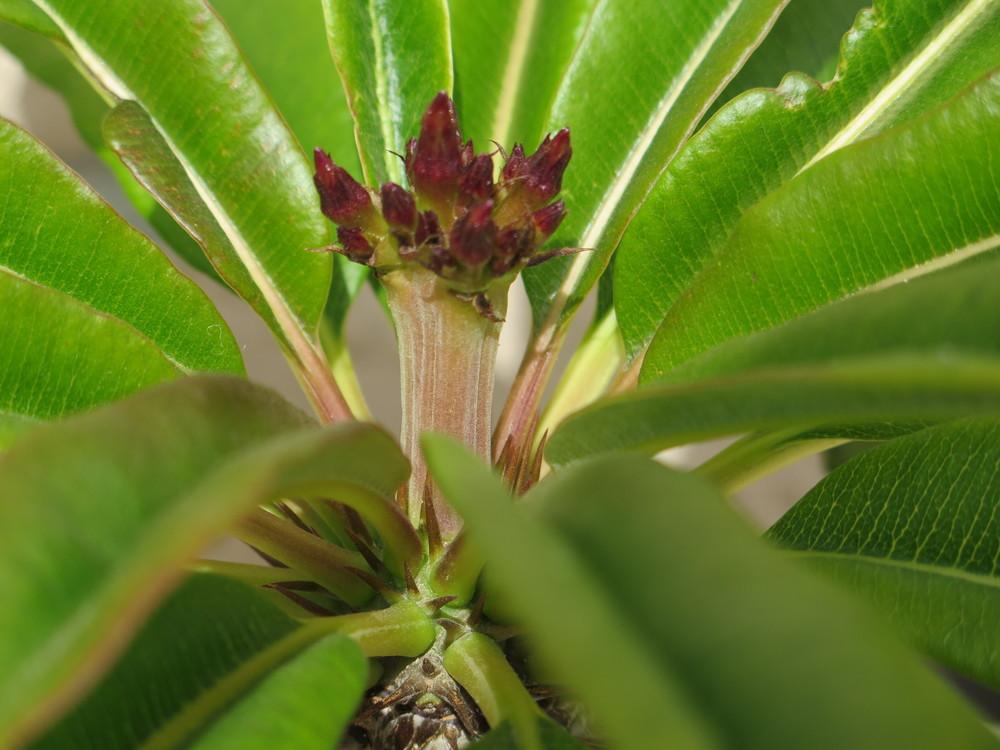 Photo of Madagascar Palm (Pachypodium lamerei) uploaded by Baja_Costero