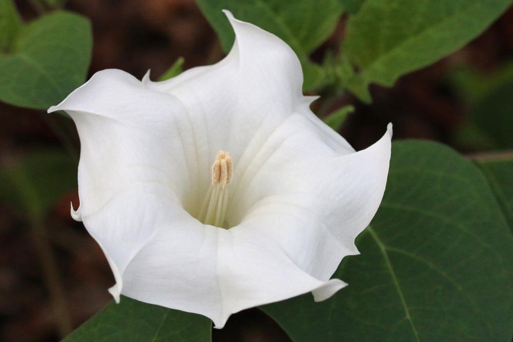 Photo of Jimson Weed (Datura innoxia) uploaded by GrammaChar