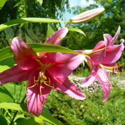 Location: Riverview, Robson, B.C.
Date: 2009-07-29
 1:50 pm. A very fragrant Oriental Lily.