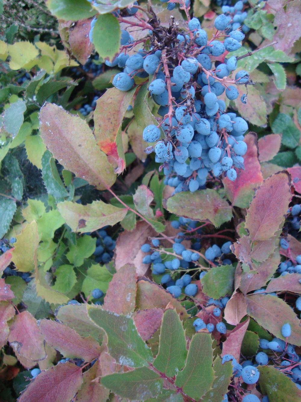 Photo of Oregon Grape (Mahonia aquifolium) uploaded by Paul2032