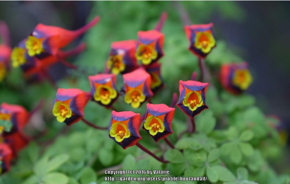 Photo of Bolivian Nasturtium (Tropaeolum tricolor) uploaded by bootandall