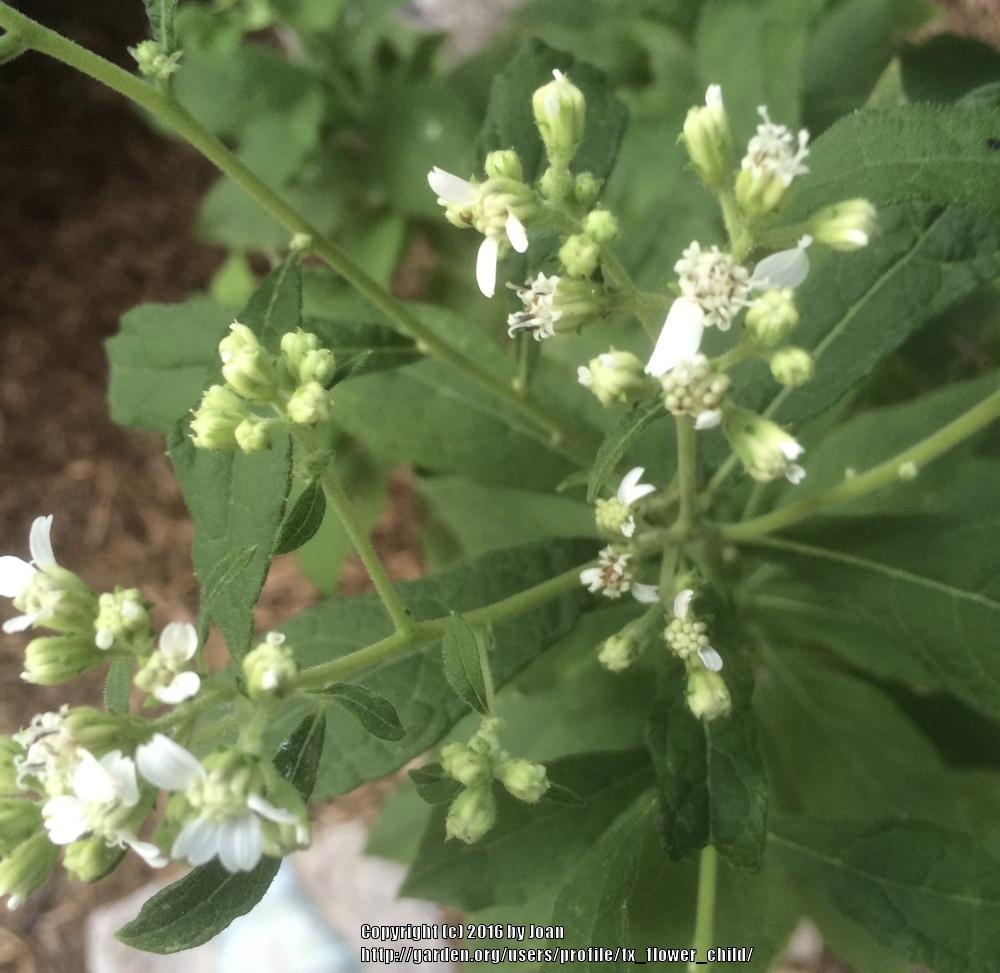 Photo of Frostweed (Verbesina virginica) uploaded by tx_flower_child