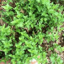 Location: Dallas, TX Zone 8a
Date: 2016-04-13
West Texas Mist Flower starting to take over the garden