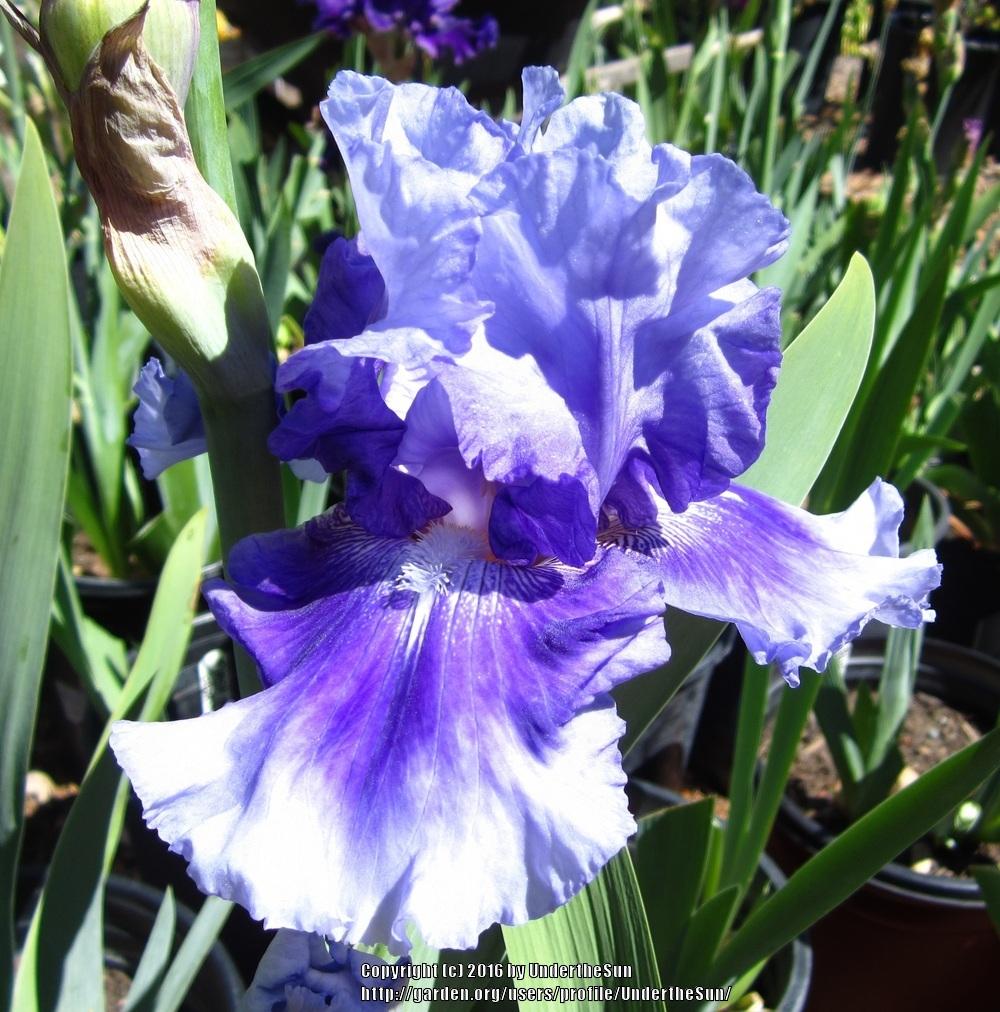 Photo of Tall Bearded Iris (Iris 'No Count Blues') uploaded by UndertheSun