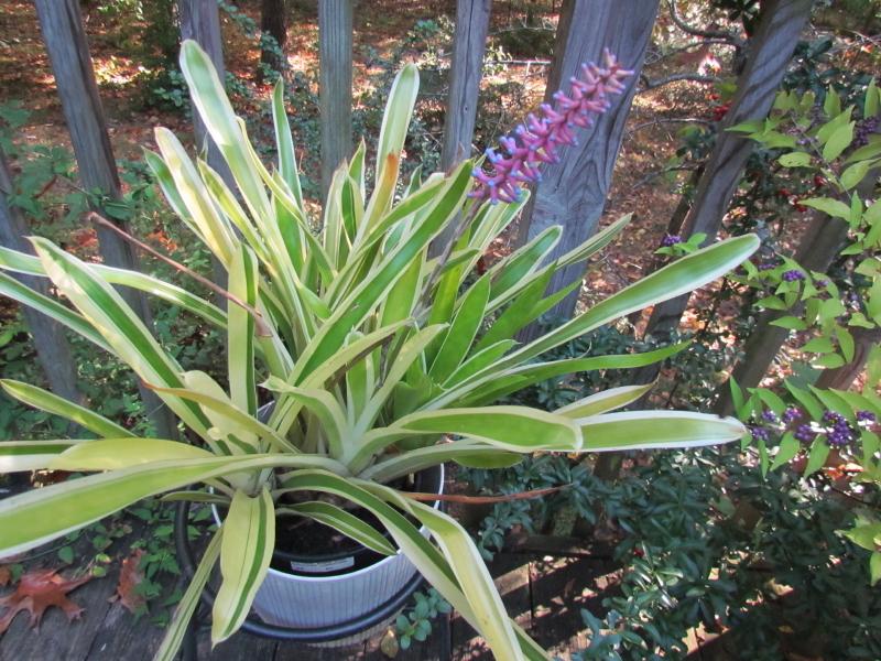 Photo of Bromeliad (Aechmea gamosepala 'Lucky Stripes') uploaded by greenthumb99