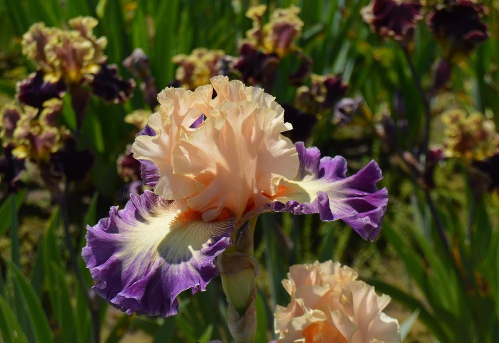 Photo of Tall Bearded Iris (Iris 'Celebratory') uploaded by KentPfeiffer
