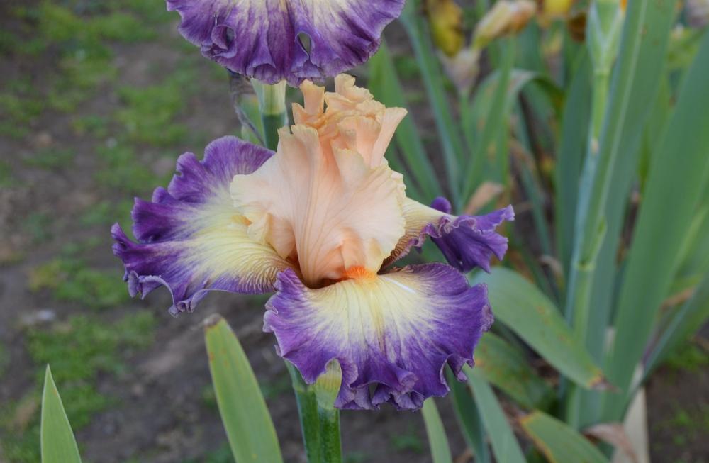 Photo of Tall Bearded Iris (Iris 'Celebratory') uploaded by KentPfeiffer