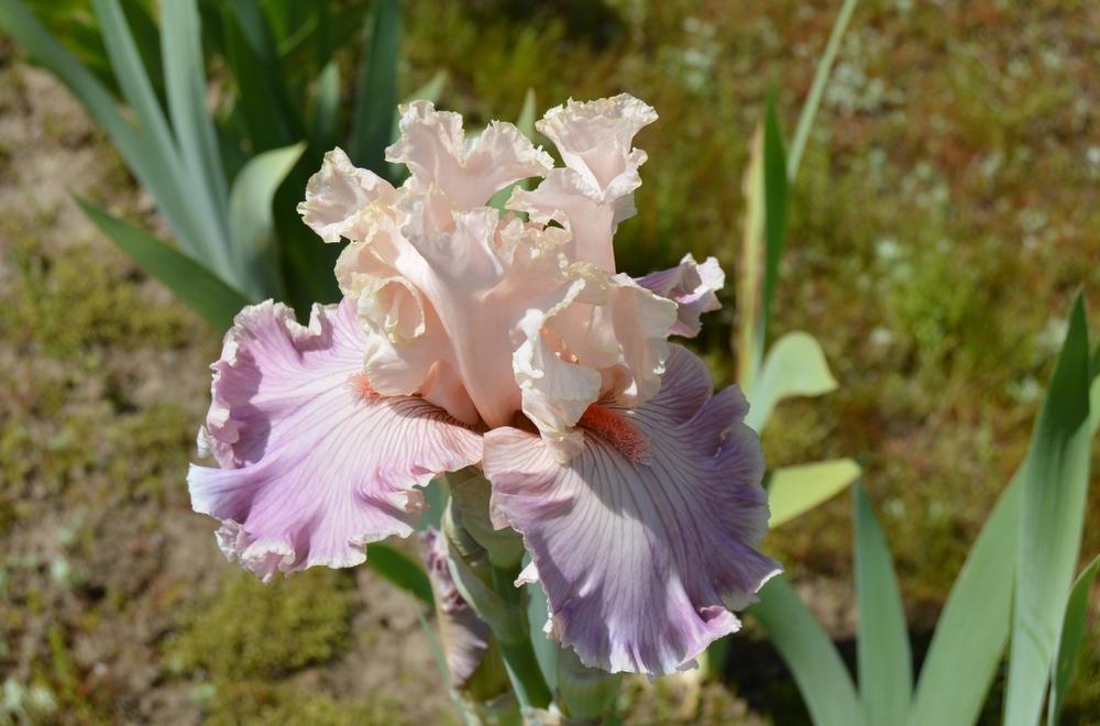Photo of Tall Bearded Iris (Iris 'Cross My Heart') uploaded by KentPfeiffer