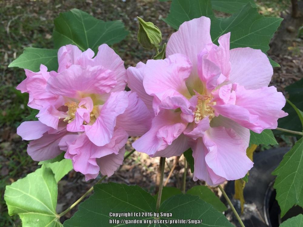 Photo of Confederate Rose (Hibiscus mutabilis) uploaded by Suga