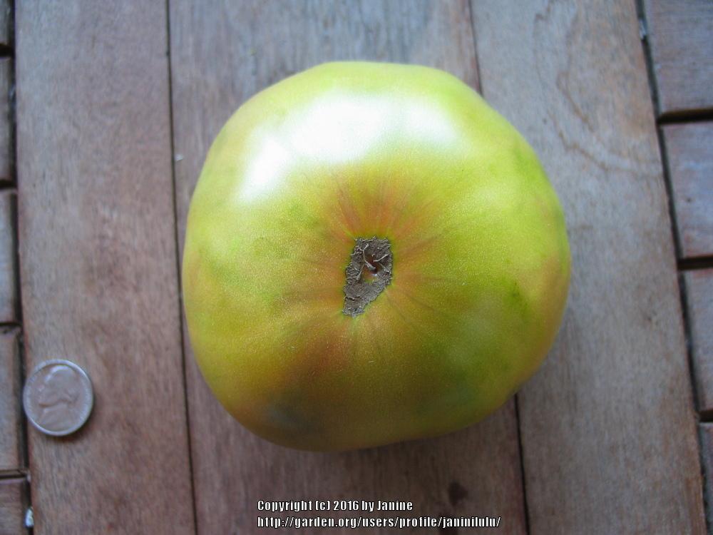Photo of Tomato (Solanum lycopersicum 'First Mate') uploaded by janinilulu