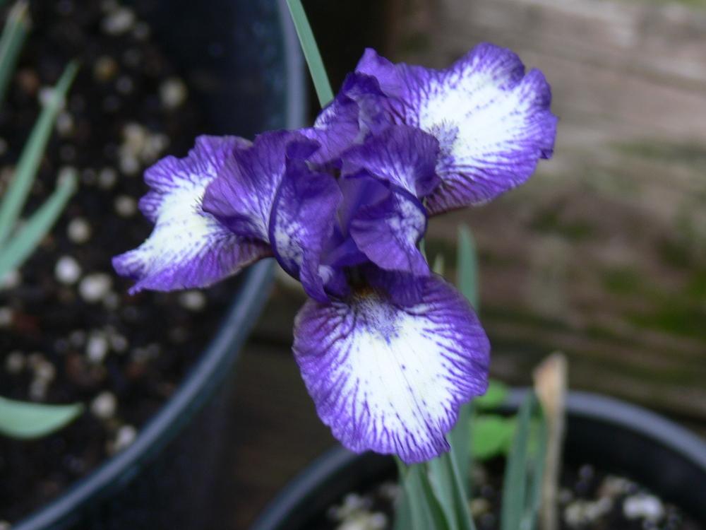 Photo of Standard Dwarf Bearded Iris (Iris 'Little Stitches') uploaded by janwax