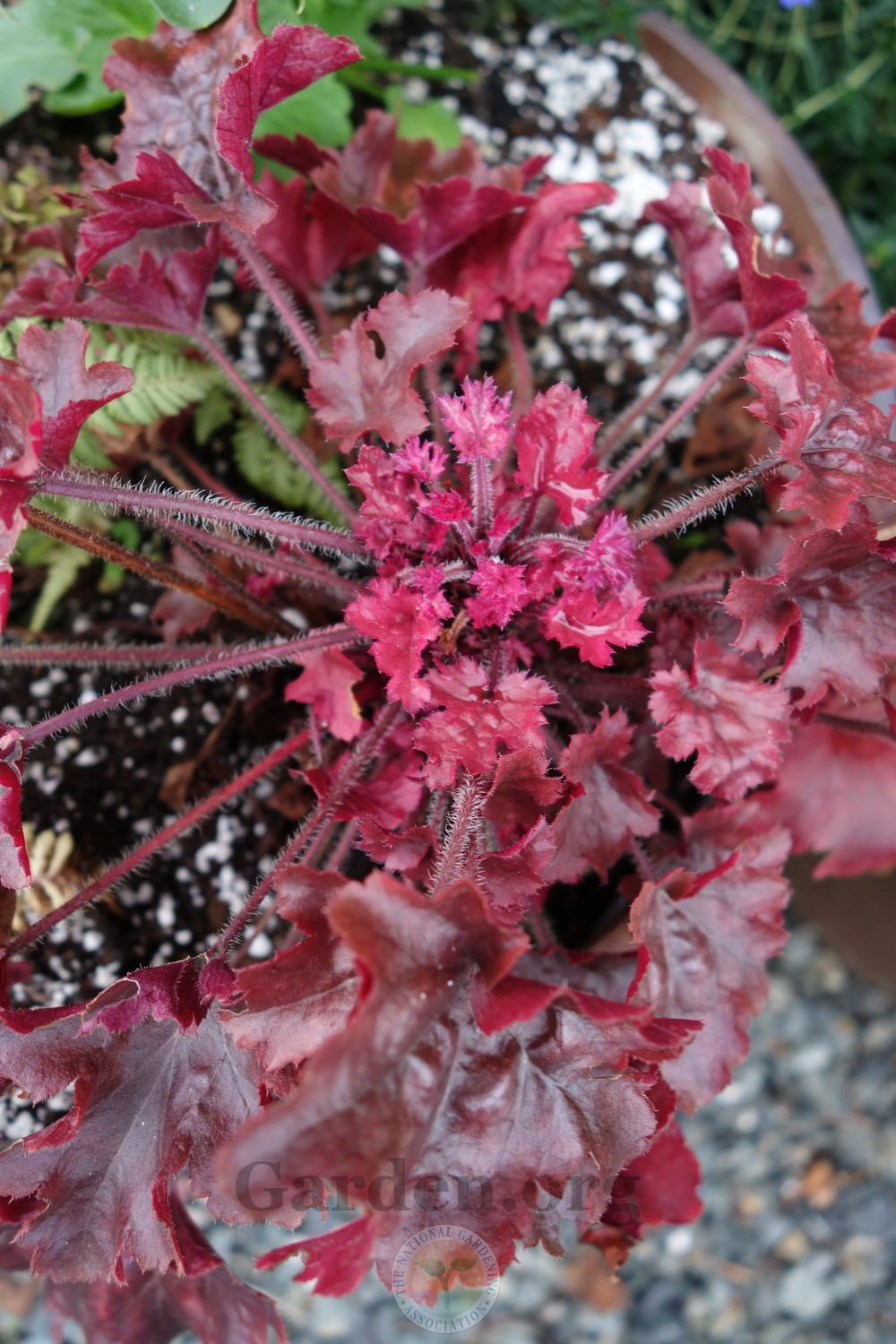 Photo of Coral Bells (Heuchera Dolce® Cinnamon Curls) uploaded by springcolor