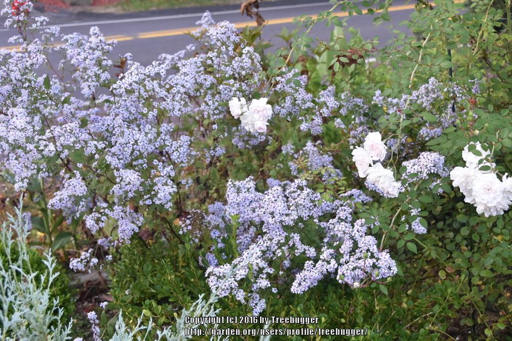 Photo of Common Blue Wood Aster (Symphyotrichum cordifolium) uploaded by treehugger