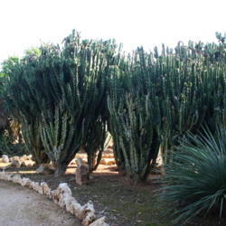 Location: Botanicactus - Mallorca - Spain
Date: 2016-10-22
