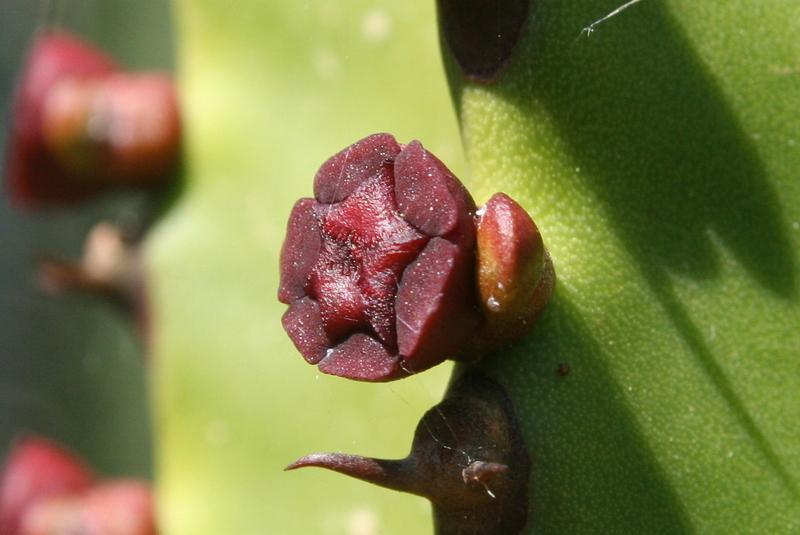Photo of Canary Island Spurge (Euphorbia canariensis) uploaded by RuuddeBlock
