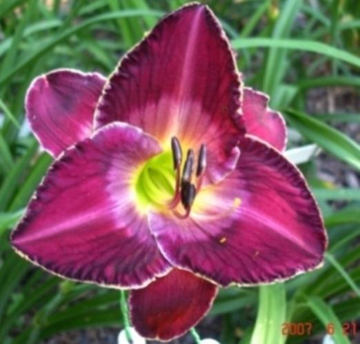 Photo of Daylily (Hemerocallis 'Spartacus Adorned') uploaded by Sscape