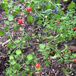 Location: Dallas, TX Zone 8a
Date: 2016-10-19
Hot peppers! Birds love them.