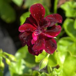Location: Pennsylvania
Date: Autumn 2009
Pelargonium peltatum Contessa™ Purple, AKA 'Black Magic'