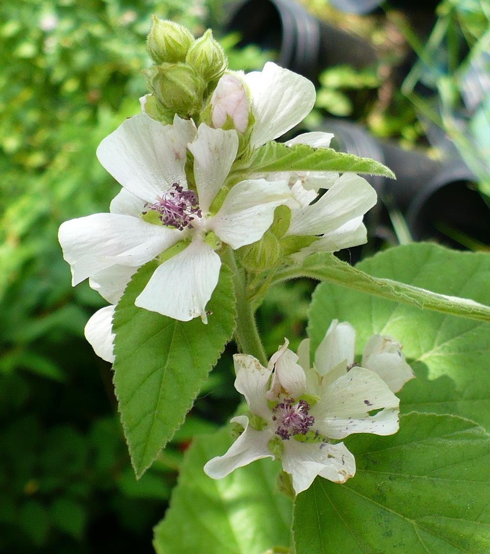 Photo of Marsh Mallow (Althaea officinalis) uploaded by HemNorth