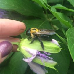 Location: Greensboro NC
Date: 2016-09-02
Has anyone noticed the phenomenon of bees drunk on Passion flower