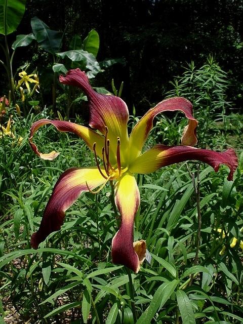 Photo of Daylily (Hemerocallis 'Moving All Over') uploaded by Kabby