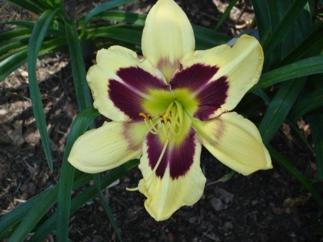 Photo of Daylily (Hemerocallis 'Tar and Feather') uploaded by Kabby