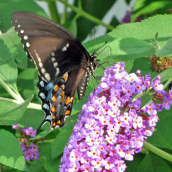 Location: My Gardens
Date: July 30, 2016
Strong Attraction For #Butterflies #Pollination