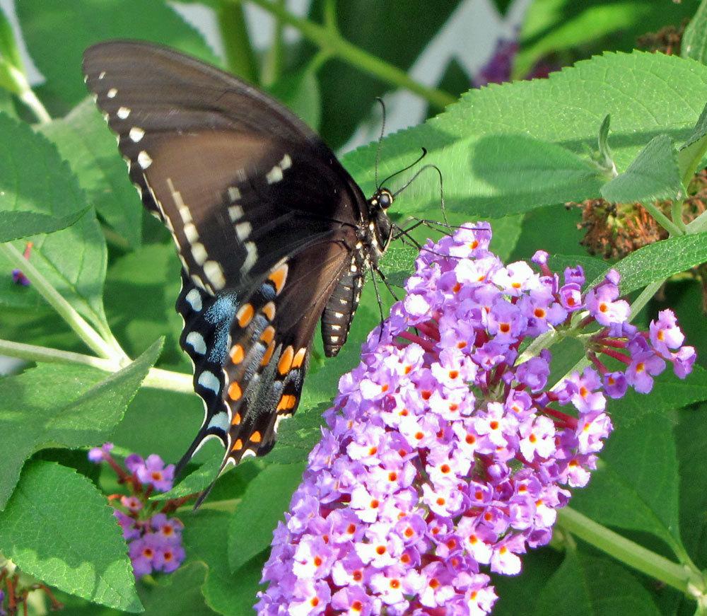 Photo of Butterfly Bush (Buddleja davidii 'Nanho Blue') uploaded by TBGDN