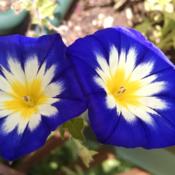 Dwarf Morning Glory (Convolvulus Tricolor, Blue Enchantment)