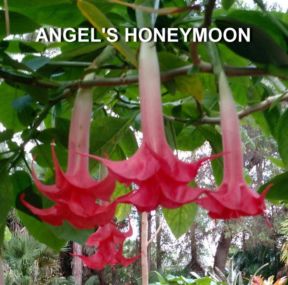 Photo of Angel Trumpet (Brugmansia 'Angels Honeymoon') uploaded by payton1