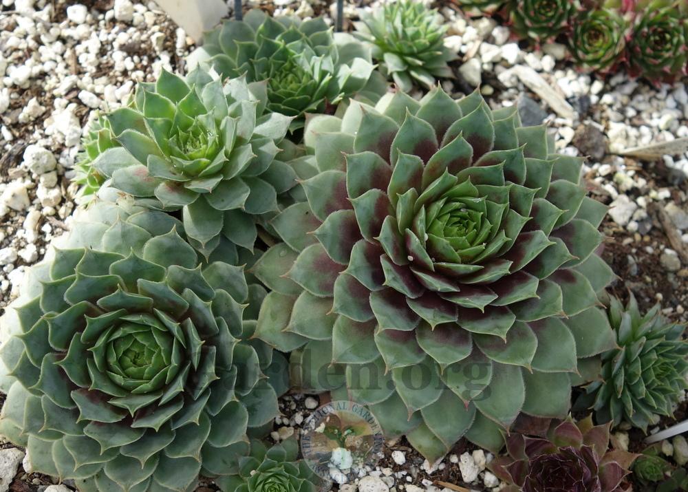 Photo of Hen and Chicks (Sempervivum 'Andrenor') uploaded by springcolor