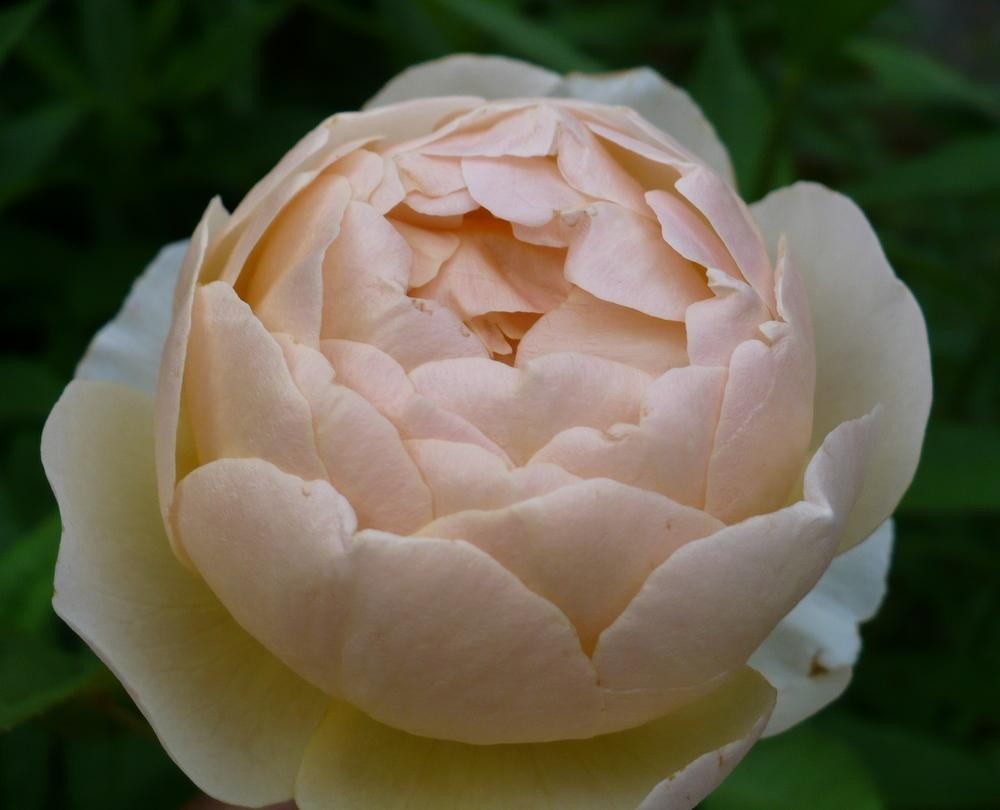 Photo of Rose (Rosa 'Jude the Obscure') uploaded by HemNorth