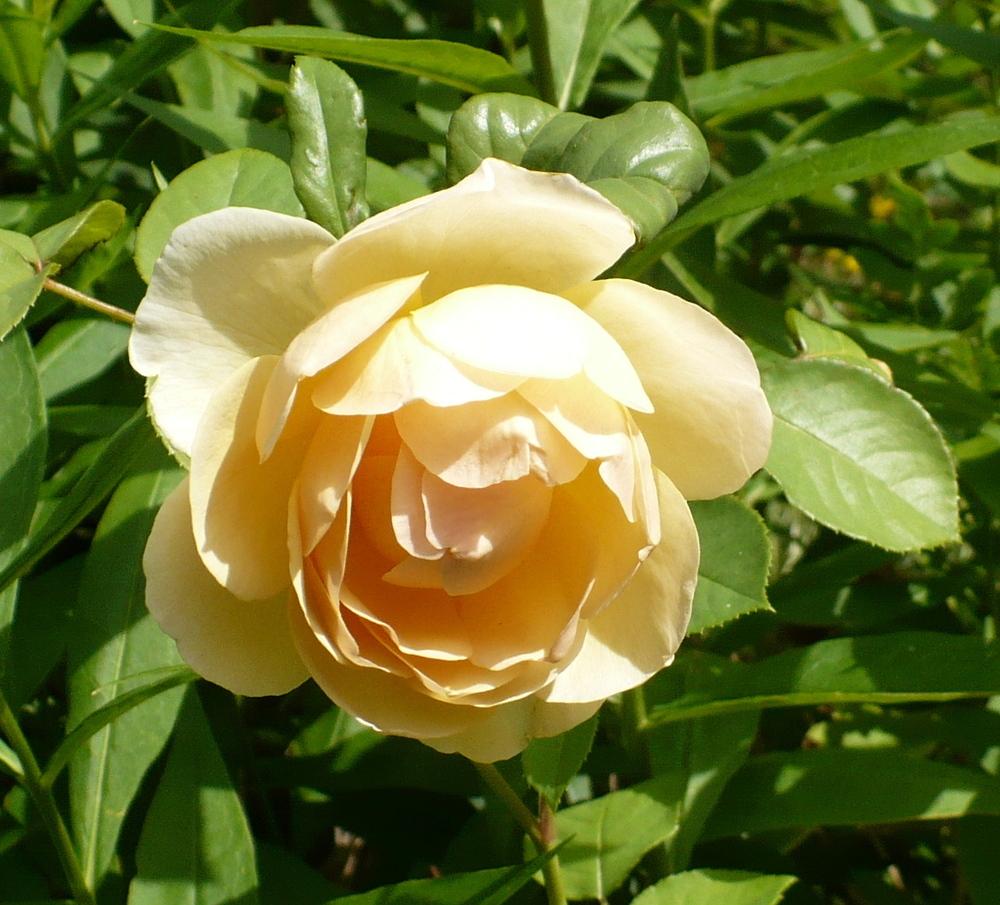 Photo of Rose (Rosa 'Jude the Obscure') uploaded by HemNorth