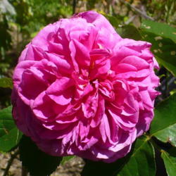Location: Nora's Garden - Castlegar, B.C.
Date: 2016-06-05
 2:22 pm.  The 'Old Rose' look.