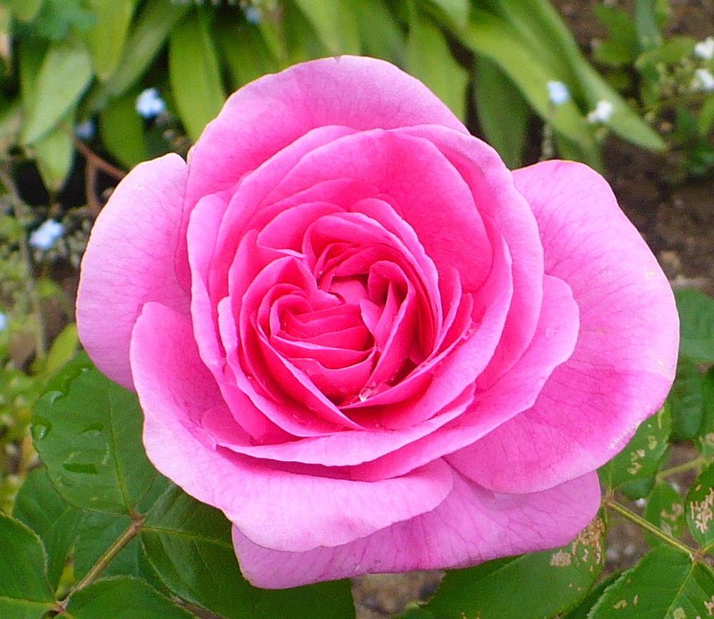 Photo of Rose (Rosa 'Gertrude Jekyll') uploaded by HemNorth